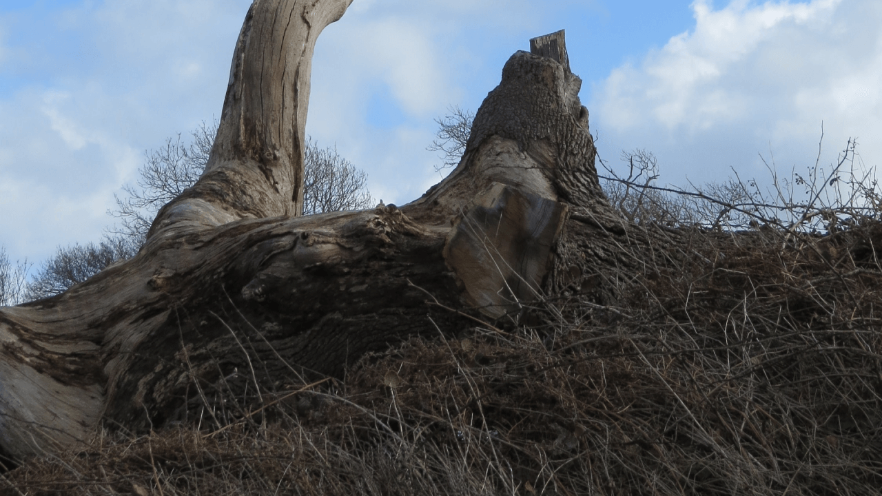 tree-removal-insurance-aligned-insurance